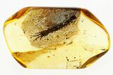 Detailed Fossil Stone Centipede (Lithobiidae) In Baltic Amber #315526-1